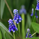 Grape Hyacinth