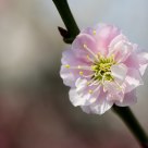 Plum flower