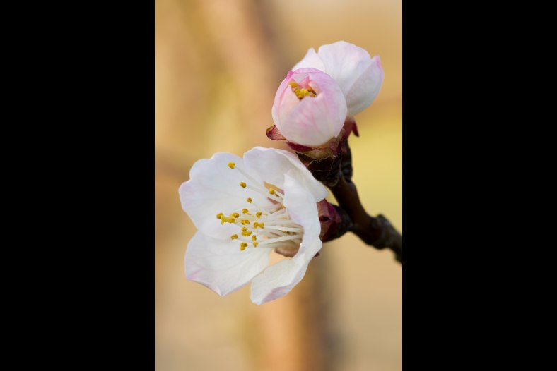 Apricot Blossom