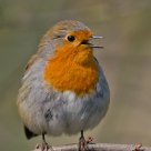 Robin in song.