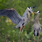 Great Blue Branch Exchange