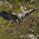 Great Blue Heron Landing