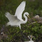 Great Egret Nest Landing