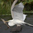Great Egret Over Gator