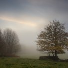 Last Leaves