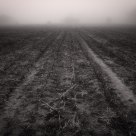 Field In Winter