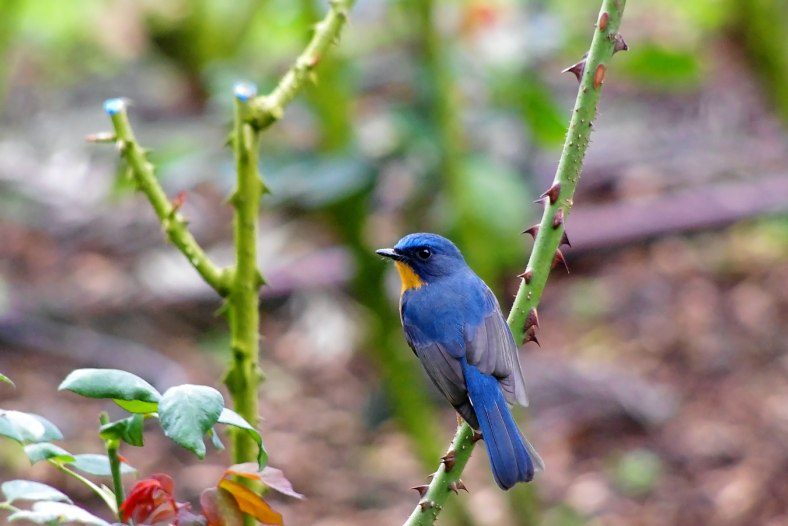 little blue bird
