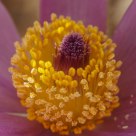 Purple and Yellow Contrast