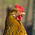 chicken 