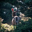 Deer in Sun Light