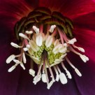 Hellebore