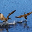 Wild Goose Chase