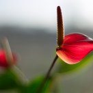 Office flower