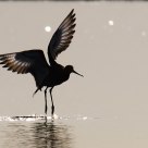 Backlit Godwit