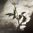 wood anemone
