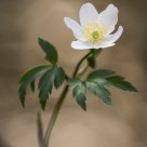 wood anemone