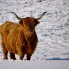 Highland cow