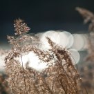 Through the Reeds