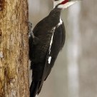 Pileated Woodpecker