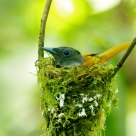Asian Paradise Flycatcher nesting