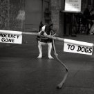 To the Dogs