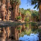 Palm Creek Reflections