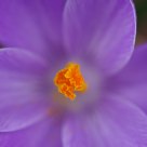 Stigma of a Crocus Flower