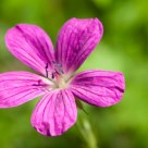 Wild flower in midsummer