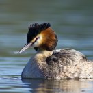 Grebe in early sunlight