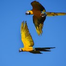 Parrots