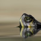 tortle 