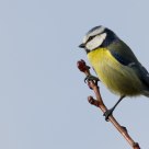 mésange bleue
