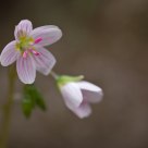 Delicate