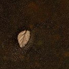 Leaves on frozen lake