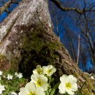 Primula vulgaris