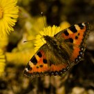 Butterfly (Aglais urticae)