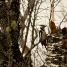 Woodpecker