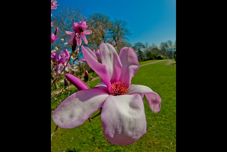 Fisheye Magnolia
