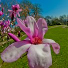 Fisheye Magnolia