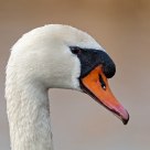 mute swan