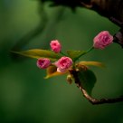 Sakura flower buds