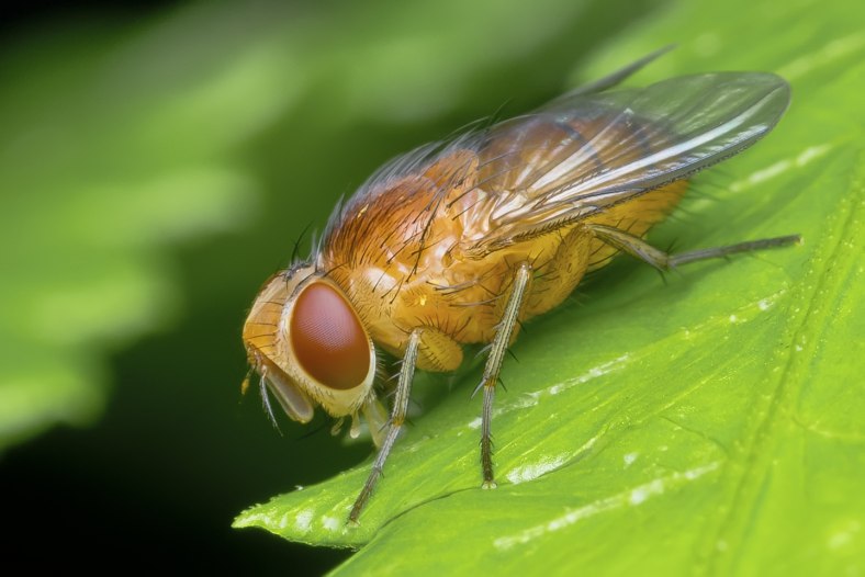 The fly