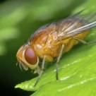 The fly