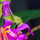 Katydid