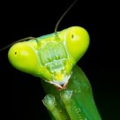 I see you Mantis