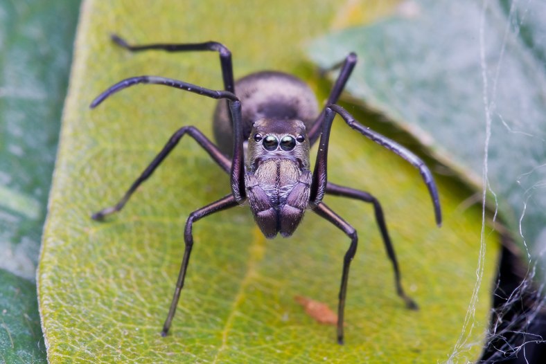 Ant mimic spider
