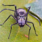 Ant mimic spider