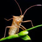 The stink bug