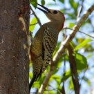 Northern Flicker in Grand Cayman