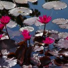 Lily Pads in Grand Cayman